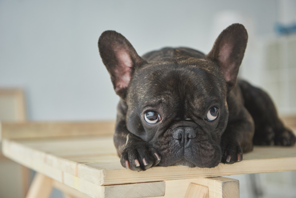 close-up vista de adorável preto francês bulldog deitado sobre mesa de madeira
  - Foto, Imagem