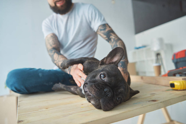 Teilaufnahme eines tätowierten Mannes, der mit französischer Bulldogge auf Holzfläche in neuer Wohnung spielt - Foto, Bild