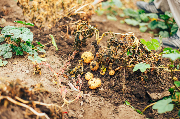 Biogazdálkodás. Szerves burgonya betakarítás a mezőn. Burgonyát ásó mezőgazdasági termelő a talajból. - Fotó, kép