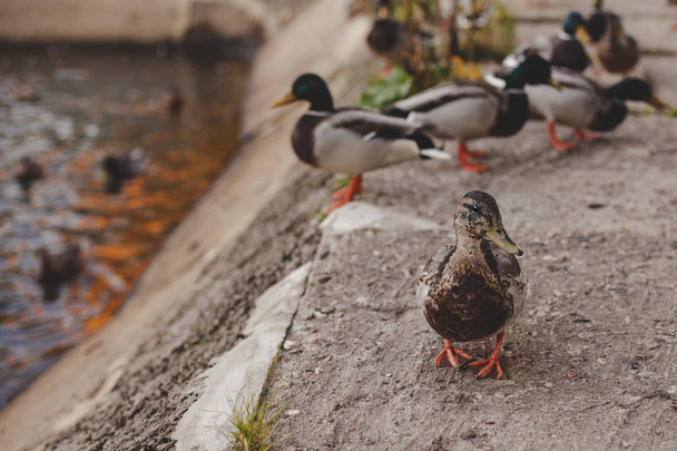 ducks, a lot of ducks on land and in water - Φωτογραφία, εικόνα