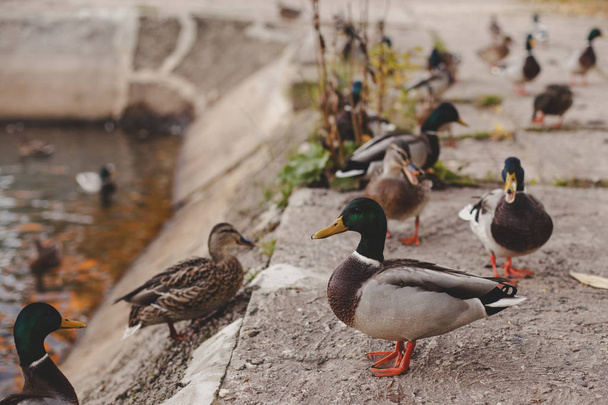 ducks, a lot of ducks on land and in water - Φωτογραφία, εικόνα