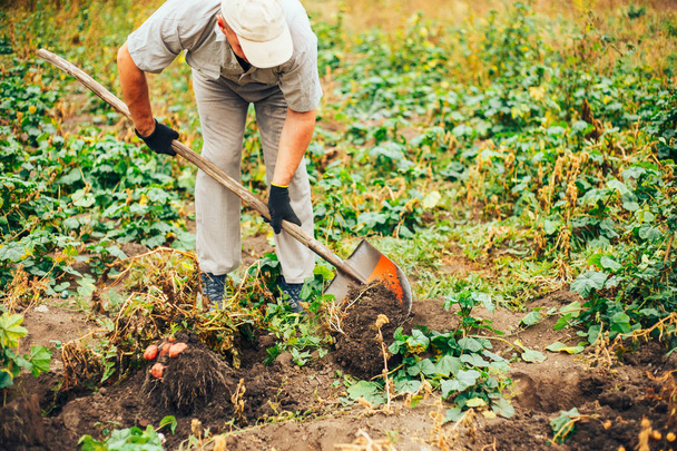 Culture biologique de légumes. Récolte biologique de pommes de terre au champ. Fermier creusant des pommes de terre dans le sol. - Photo, image