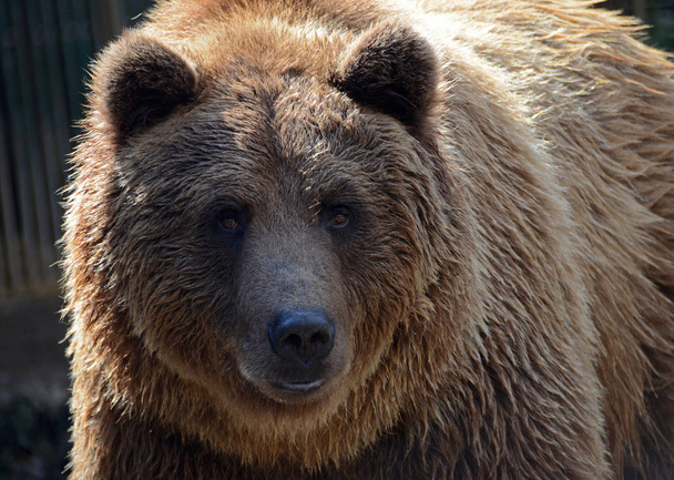 Um belo urso marrom forte em um casaco marrom quente
 - Foto, Imagem