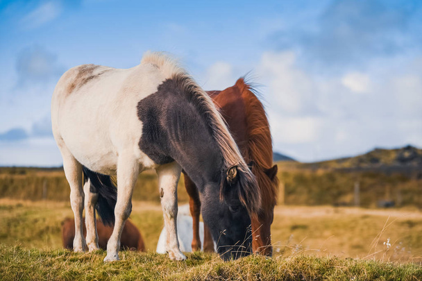 Icelandic horses in the mountains. The breed of horses bred in Iceland. - Foto, immagini