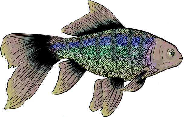 krásné ručně kreslené ilustrace různých ryb, zlacené hlavy a mořský okoun. - Fotografie, Obrázek