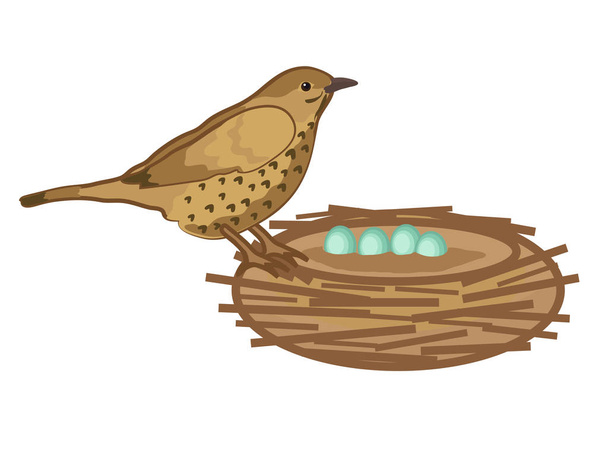 Drossel und sein Nest auf weißem Hintergrund. Vektorillustration. - Vektor, Bild