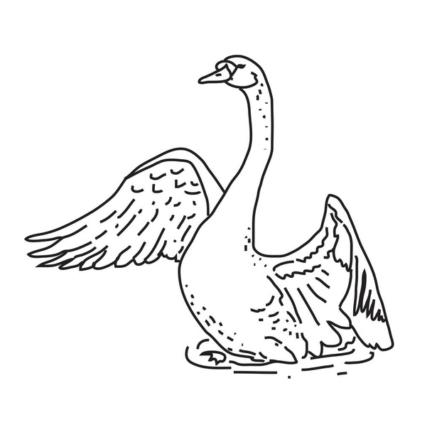 Boceto de cisnes sobre fondo blanco. Ilustración vectorial
. - Vector, Imagen