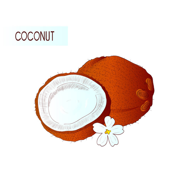 Coconut, flower. Sketch. On a white background. Color pattern. - Vector, Image