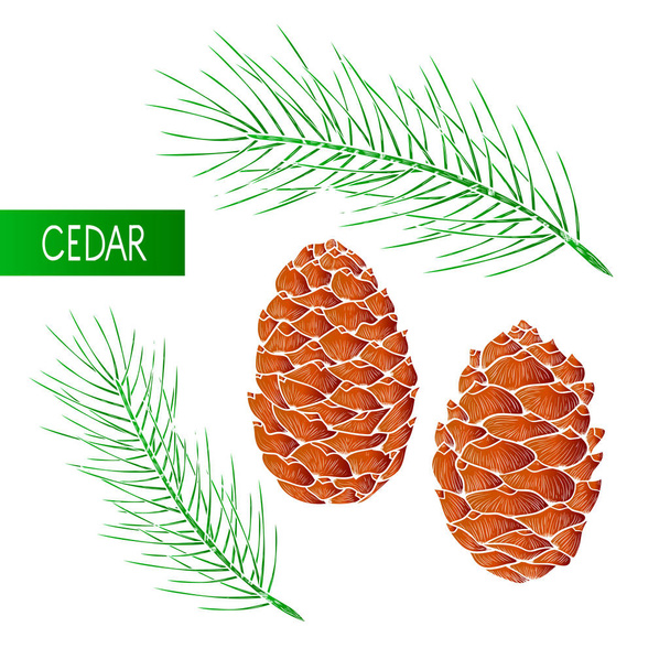 Cedar. Branch, cone. Set. Color illustration on white background. - Vector, Image