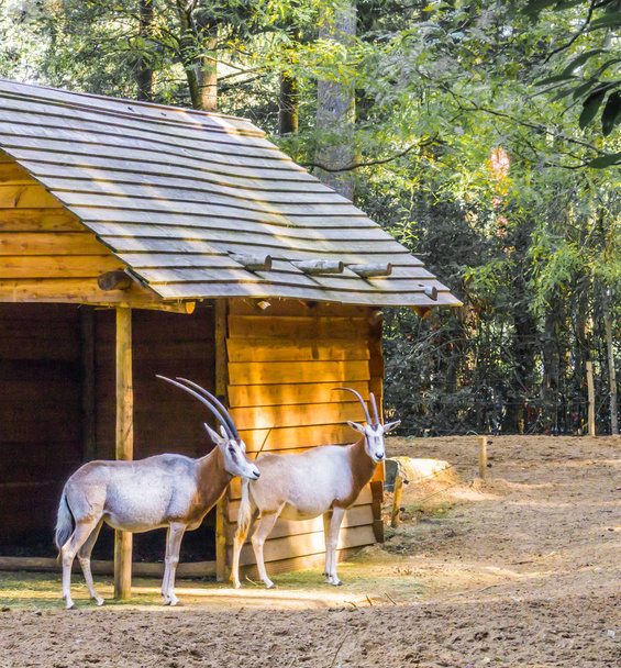 dos gacelas con cuernos largos de pie juntos en una cabaña especies raras
 - Foto, imagen