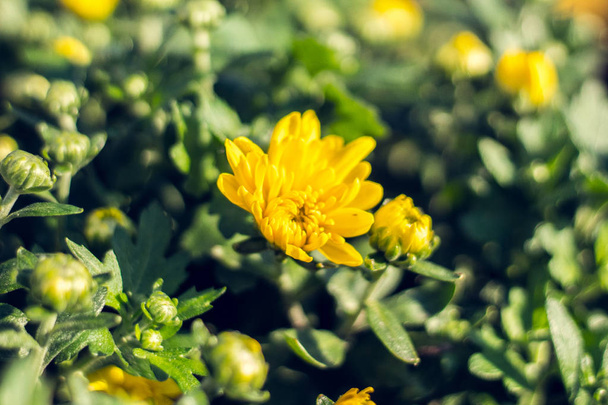 hrysanthemums de otoño, flores florecientes de la mañana, explosión del color
. - Foto, Imagen