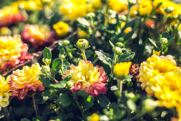Őszi hrysanthemums, reggel virágzó virágok, színes robbanás. - Fotó, kép