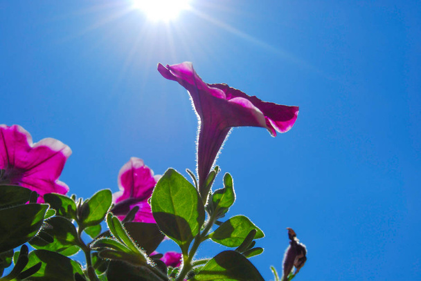 Сурифія на блакитному небі і проти сонячних променів
 - Фото, зображення