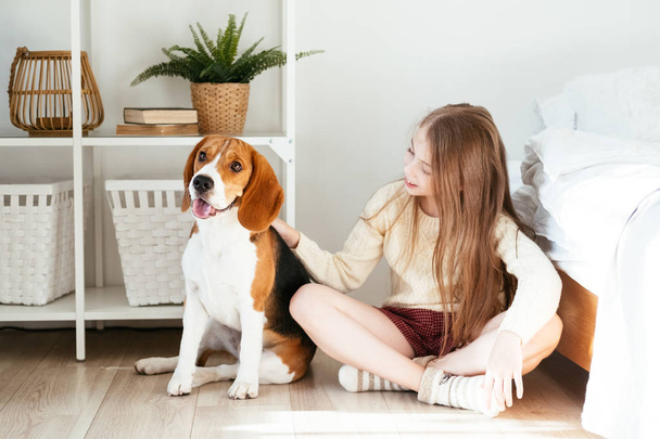Young girl plays with her dog near the bed. Beagle and girl laugh together. - Photo, image
