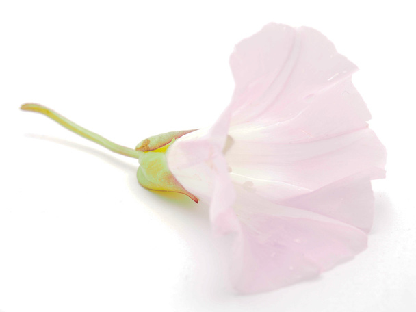 convolvulus flowers on white background - Foto, Imagen
