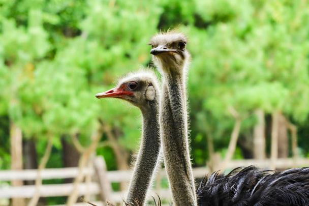 ostrich head in the natural park - Фото, изображение