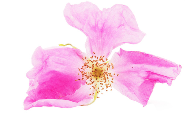 fleur de rose sauvage sur fond blanc
 - Photo, image