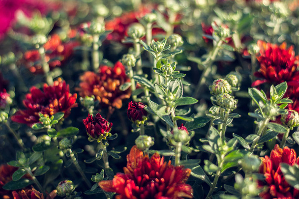 Herfst hrysanthemums, ochtend ontluikende bloemen, kleur explosie. - Foto, afbeelding