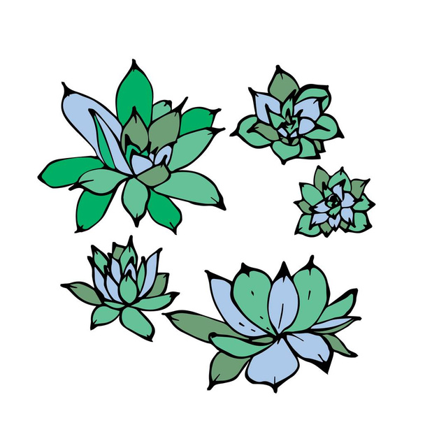 Ilustração vetorial desenhada à mão de plantas suculentas de echeveria verdes. Vista de cima, isolada sobre fundo branco
. - Vetor, Imagem
