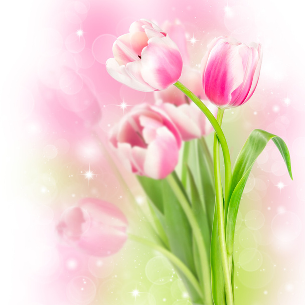 Flowers blooming tulips - Photo, Image