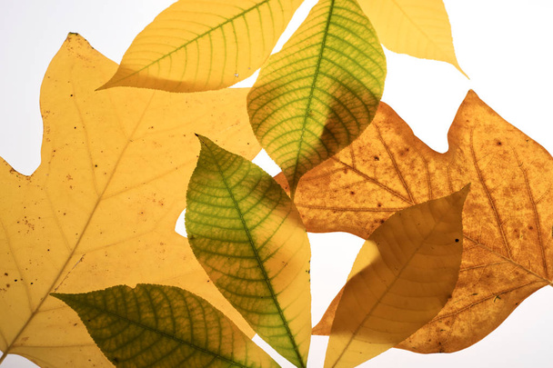 Крупним планом барвисте осіннє листя на білому тлі
 - Фото, зображення