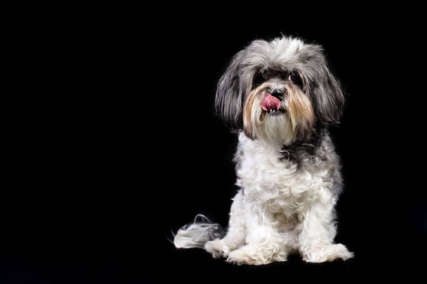 Studio ritratto di un simpatico cane grigio, bianco e nero Bichon Havanese leccarsi le labbra sullo sfondo nero. Spazio vuoto per il testo
 - Foto, immagini
