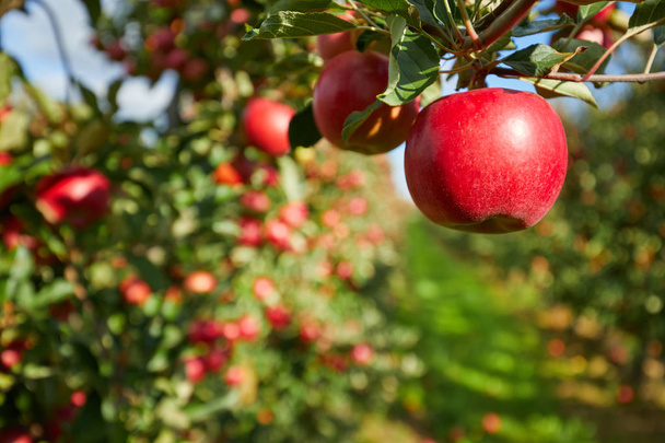 Błyszczące pyszne jabłka wiszące na gałęzi drzewa w sadzie jabłoni - Zdjęcie, obraz