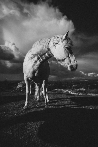 Ένα άσπρο άλογο, Ιρλανδία - Φωτογραφία, εικόνα