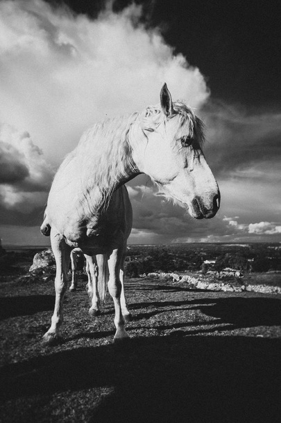 Ένα άσπρο άλογο, Ιρλανδία - Φωτογραφία, εικόνα