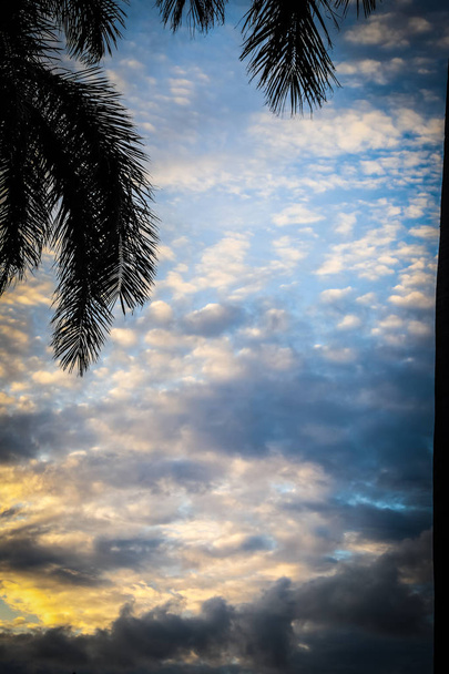Kopírování prostor silueta tropická Palma světlem slunce v západu slunce obloha a cloud abstraktní pozadí. Letní prázdniny a příroda cestovní dobrodružství koncept. - Fotografie, Obrázek