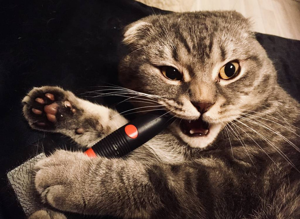 Kedi fırça ile. Fırçalama. Garip duygusal yüz ile kedi. Kediler duygular çok samimi ve kim bir resim hakkında ne düşündüğünü biliyorum - Fotoğraf, Görsel