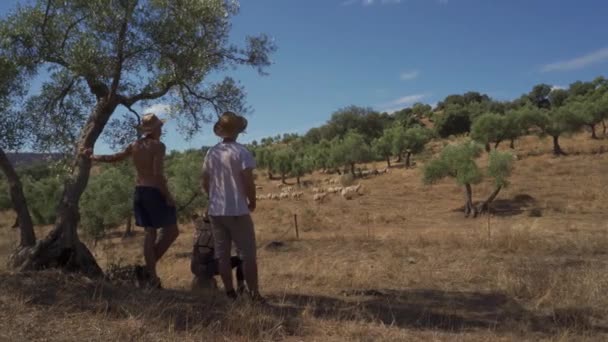 Three friends watch a flock of sheep in the field - Footage, Video