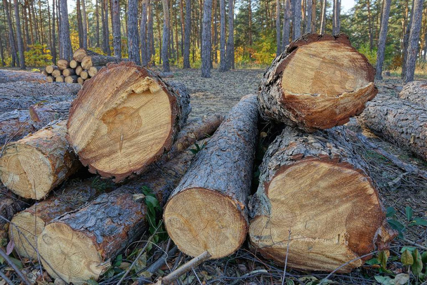 grande mucchio di tronchi di pino lungo nella foresta
 - Foto, immagini