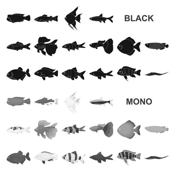 Different types of fish black icons in set collection for design. Marine and aquarium fish vector symbol stock web illustration. - Vettoriali, immagini