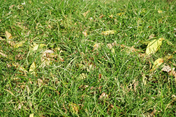 Hojas de otoño amarillas caídas en el suelo. Parche de hierba verde fresca en foco en primer plano. Hermoso parque otoño
 - Foto, imagen
