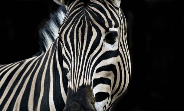 Природа Африки. Геометрия зебры
. - Фото, изображение