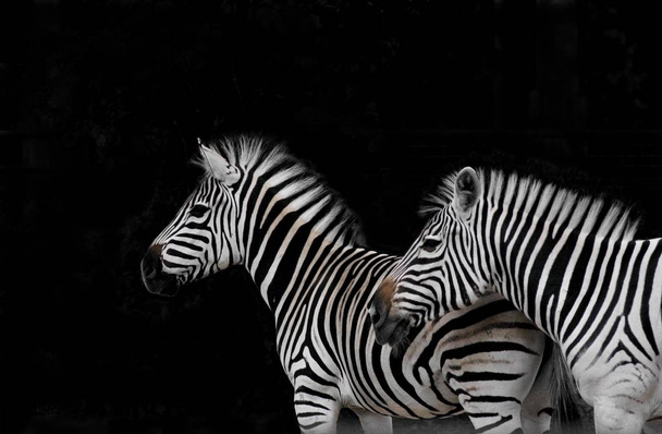Africa's nature. Zebra geometry. - Valokuva, kuva