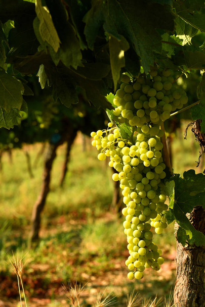 Fehér szőlő a szőlő, a Chianti régióban, Olaszország. - Fotó, kép