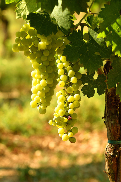 Uvas brancas em vinha na região de Chianti, Itália
. - Foto, Imagem