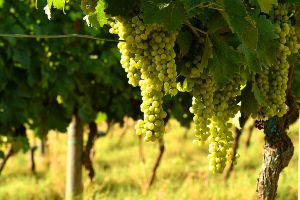 Bílé hrozny na vinici v regionu Chianti, Itálie. - Fotografie, Obrázek