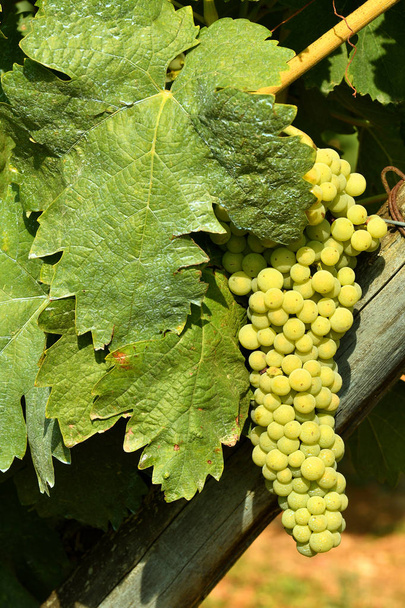 Біла винограду на винограднику, у К'янті, Італія. - Фото, зображення