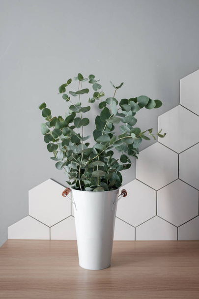 Eucalyptus in the home interior - Valokuva, kuva