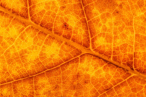 秋の葉が黄色と茶色のクローズ アップ。秋の背景やテクスチャ - 写真・画像