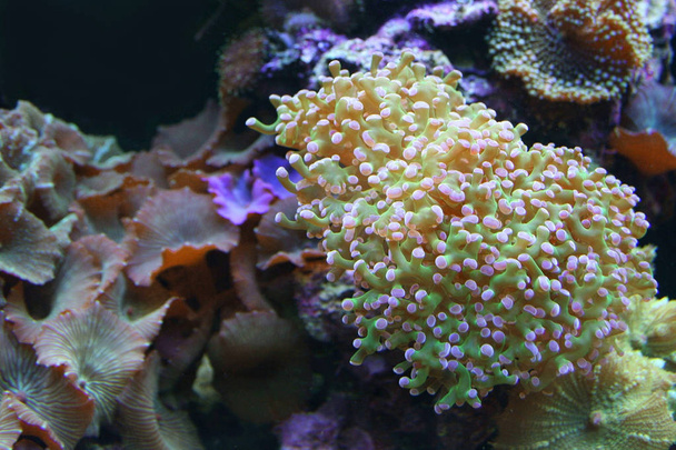 Peces tropicales, medusas y coral. Habitantes de arrecifes de coral
. - Foto, Imagen