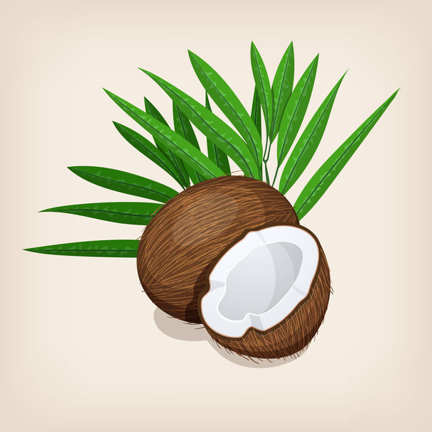 Hele en halve kokosnoot met bladeren. Vectorillustratie. - Vector, afbeelding