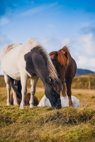 Icelandic horses in the mountains. The breed of horses bred in Iceland. - Foto, immagini