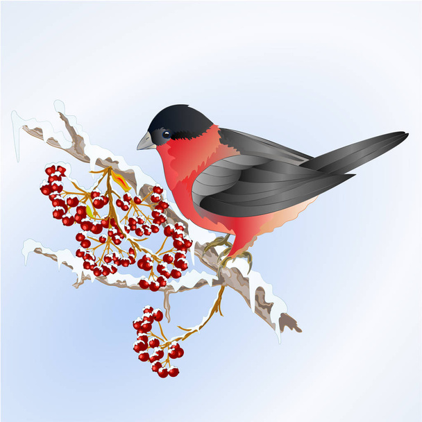 Vogel Gimpel kleine Singvogel auf schneebedeckten Baum und Beere Winter Hintergrund Vektor Illustration editierbare Hand zeichnen - Vektor, Bild
