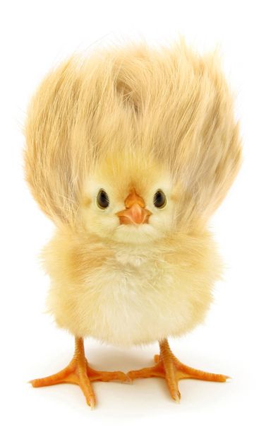 Little chicken with crazy hair                                - Photo, Image