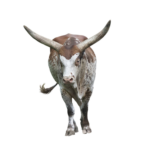 langer Horn-Bulle isoliert auf weißem Hintergrund - Foto, Bild
