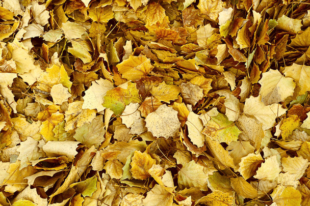 Autumn background with yellow poplar leaves in the Park. Autumn orange Yellow poplar leaves. Golden autumn. Autumn poplar leaves - Φωτογραφία, εικόνα